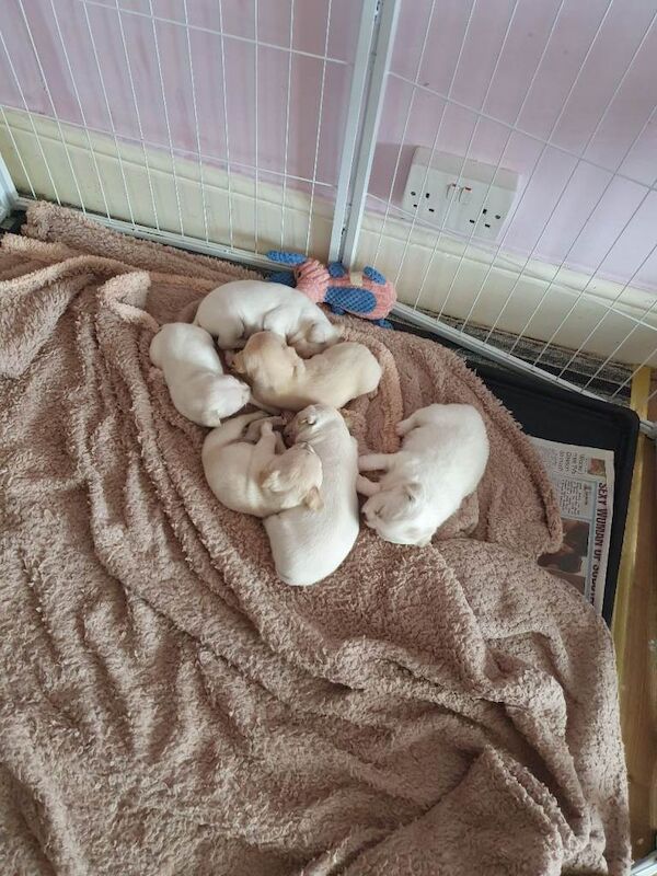 Pups forsale