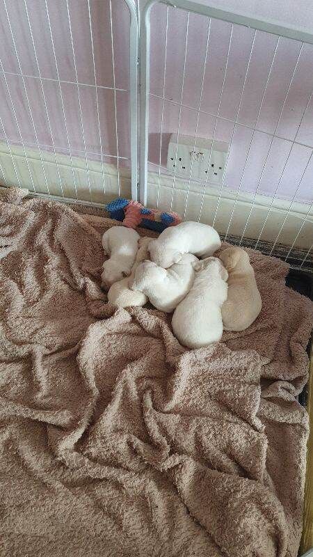 Pups forsale - Image 2 of 2