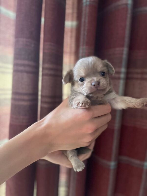 Pure bred chihuahua puppies rare colours