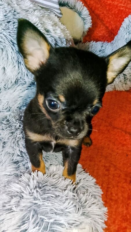 Chihuahua puppies for sale in Selkirk, Roxburgh, Ettrick and Lauderdale – 10 weeks old