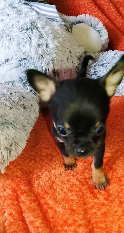Chihuahua puppies for sale in Selkirk, Roxburgh, Ettrick and Lauderdale – 10 weeks old - Image 2 of 3