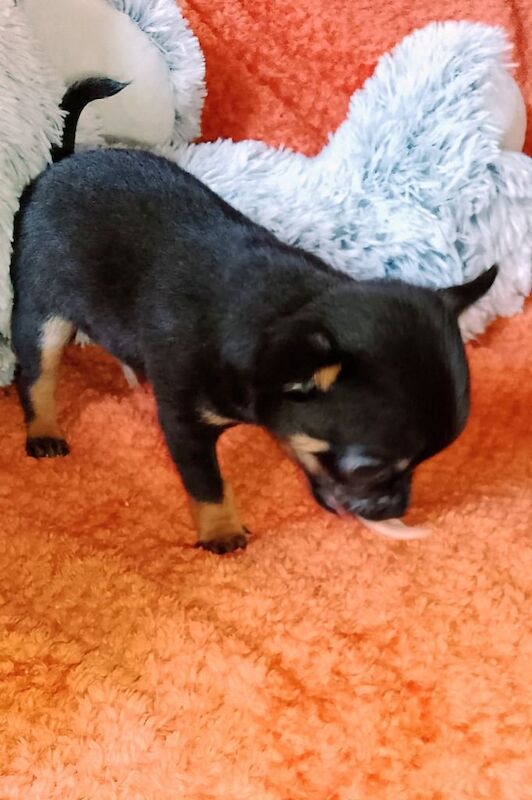 Chihuahua puppies for sale in Selkirk, Roxburgh, Ettrick and Lauderdale – 10 weeks old - Image 3 of 3