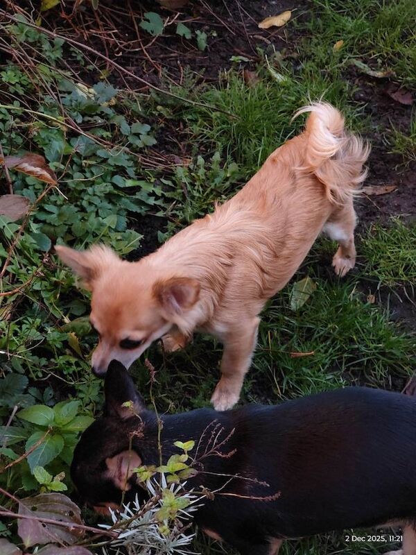 Chihuahua puppies for sale in Barking, Greater London – 7 months old - Image 2 of 4