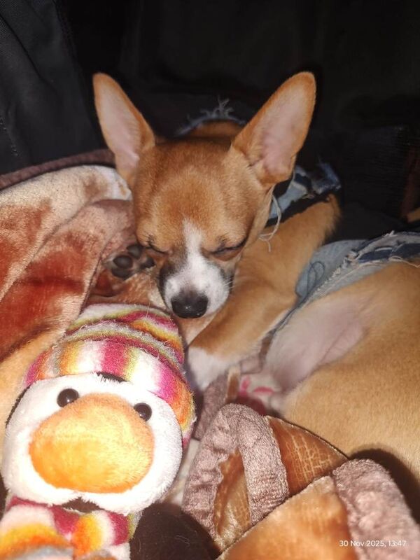 Chihuahua puppies for sale in Barking, Greater London – 7 months old - Image 3 of 4