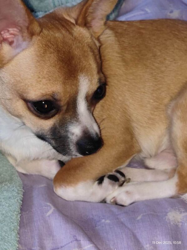 Chihuahua puppies for sale in Barking, Greater London – 7 months old - Image 2 of 6