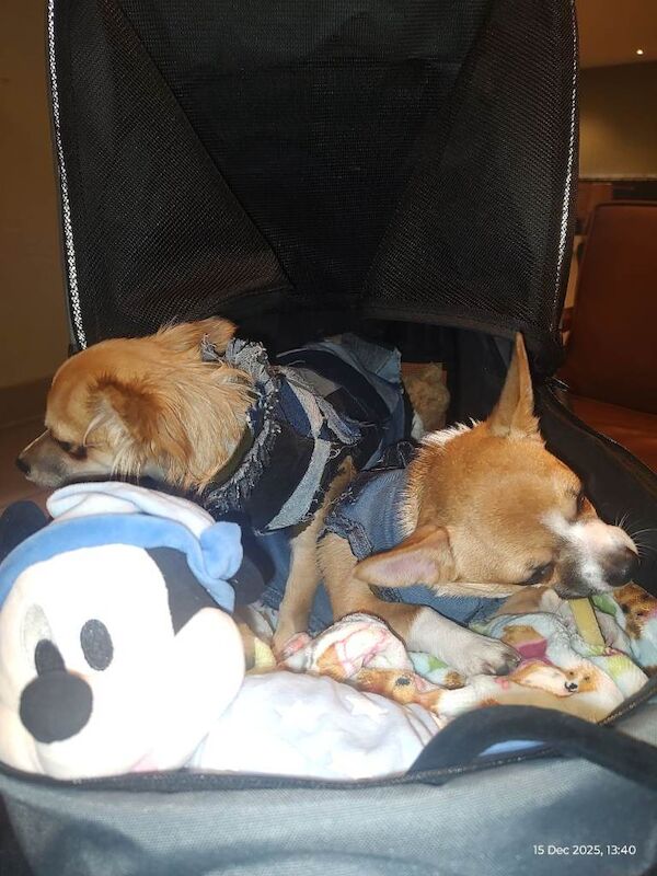 Chihuahua puppies for sale in Barking, Greater London – 7 months old - Image 3 of 6