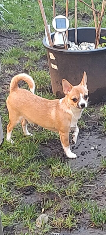 Chihuahua puppies for sale in Barking, Greater London – 7 months old - Image 4 of 6