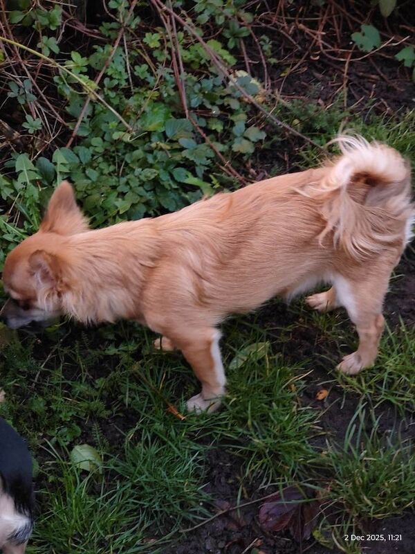 Chihuahua puppies for sale in Barking, Greater London – 7 months old - Image 6 of 6