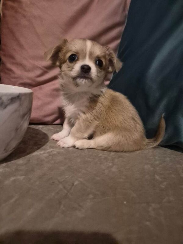 Chihuahua puppies for sale in Hullbridge, Essex – 6 weeks old - Image 3 of 3