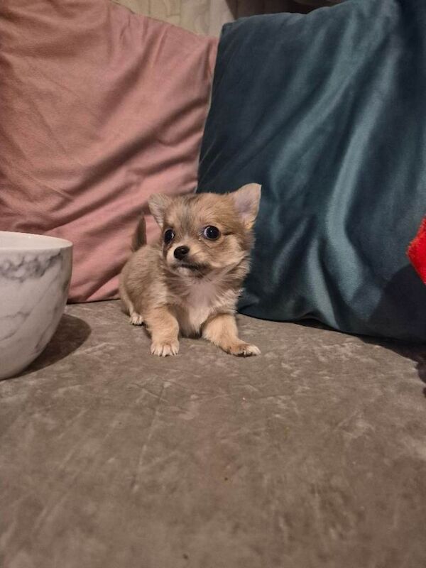 Chihuahua Puppies For Sale Under £1,000