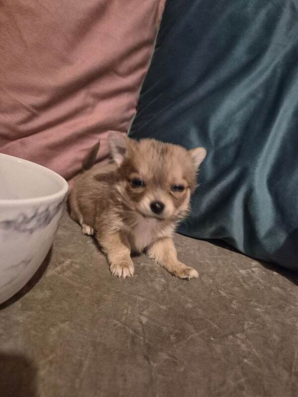 Pure chihuahua puppy - Image 2 of 6