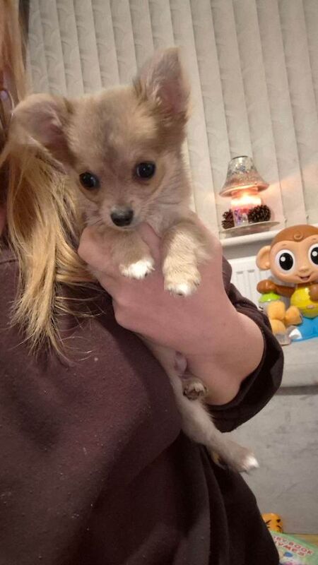 Pure chihuahua puppy - Image 3 of 6