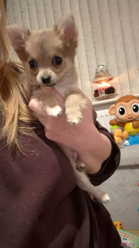 Pure chihuahua puppy - Image 4 of 6