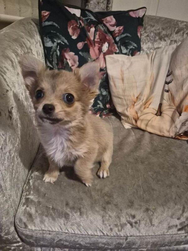 Pure chihuahua puppy - Image 5 of 6