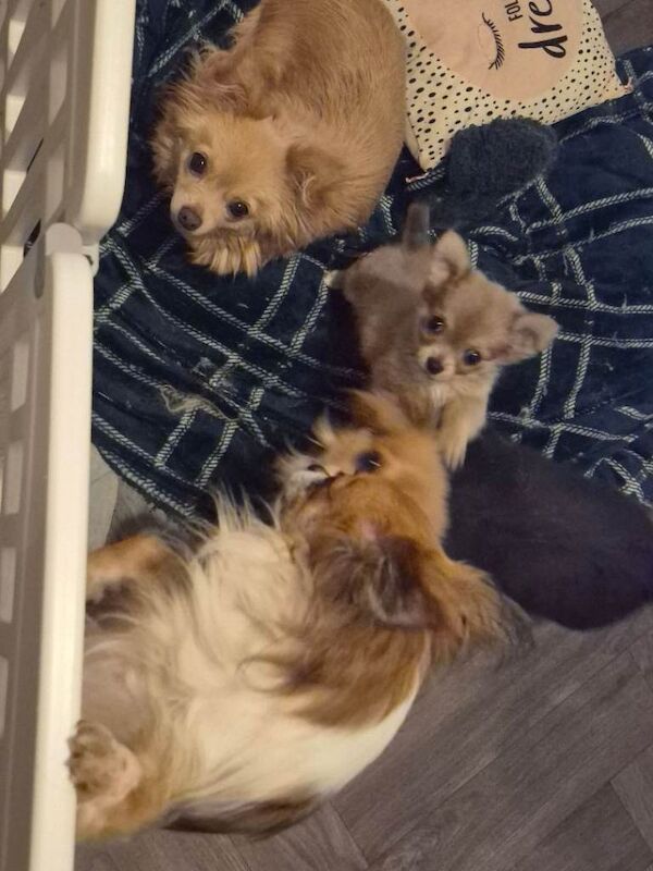 Pure chihuahua puppy - Image 6 of 6