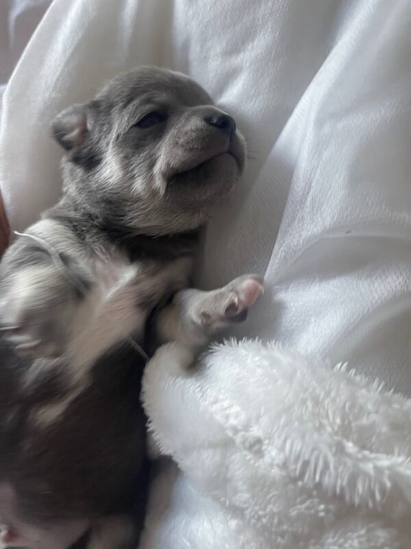 Chihuahua puppies for sale in Polwarth, Berwickshire – 3 weeks old - Image 2 of 3