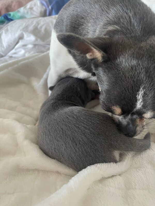 Chihuahua puppies for sale in Polwarth, Berwickshire – 3 weeks old - Image 3 of 3