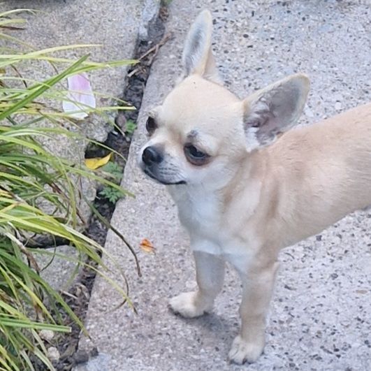Quality kc reg Smoothcoat puppy for sale in Spalding, Lincolnshire