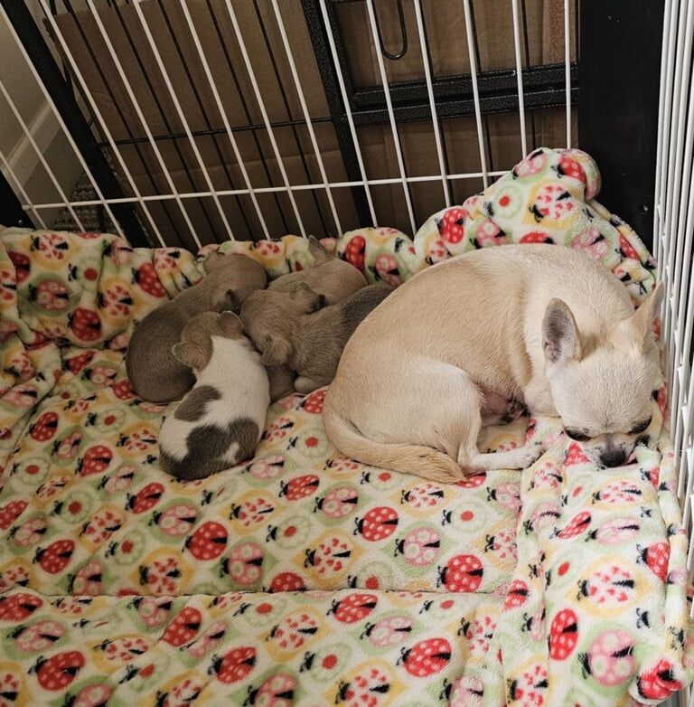 Quality kc reg Smoothcoat puppy for sale in Spalding, Lincolnshire | Image 2