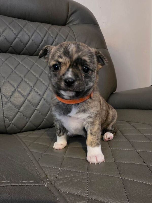 RARE brindle chihuahua puppy - Image 2 of 3