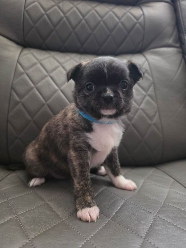 RARE brindle chihuahua puppy - Image 3 of 3