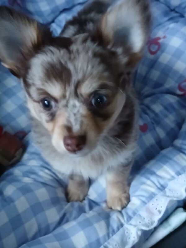 Chihuahua puppies for sale in Tonyrefail, Mid Glamorgan – 3 months old - Image 2 of 4