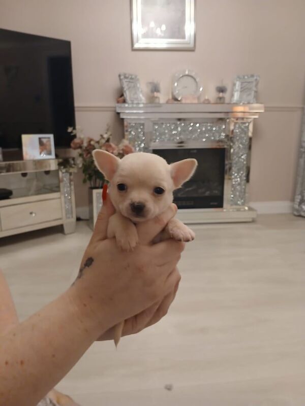 Chihuahua puppies for sale in Workington, Cumbria – 4 weeks old