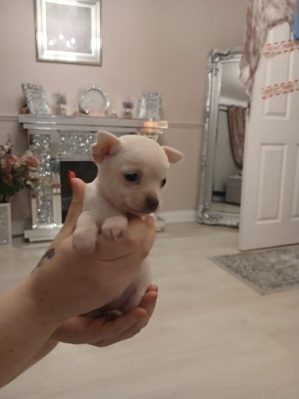 Chihuahua puppies for sale in Workington, Cumbria – 4 weeks old - Image 4 of 5