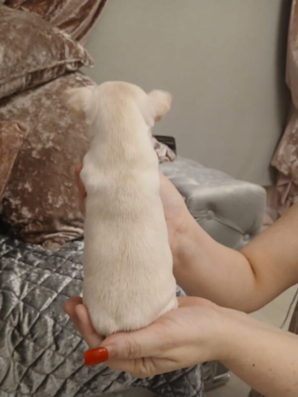 Chihuahua puppies for sale in Workington, Cumbria – 4 weeks old - Image 5 of 5