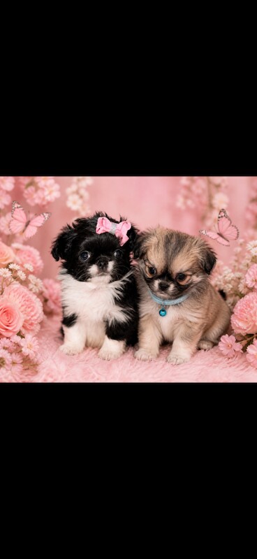 Rare kc Russian x Thai chihuahua puppies - Image 2 of 3
