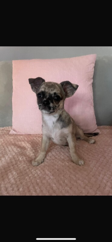 Chihuahua Puppies For Sale