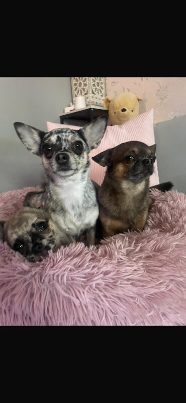 Rare Lilac Merle Chihuahua - Image 2 of 4