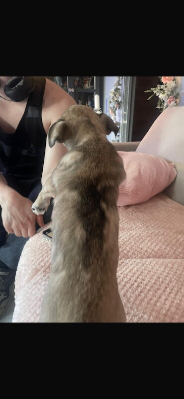 Rare Lilac Merle Chihuahua - Image 3 of 4
