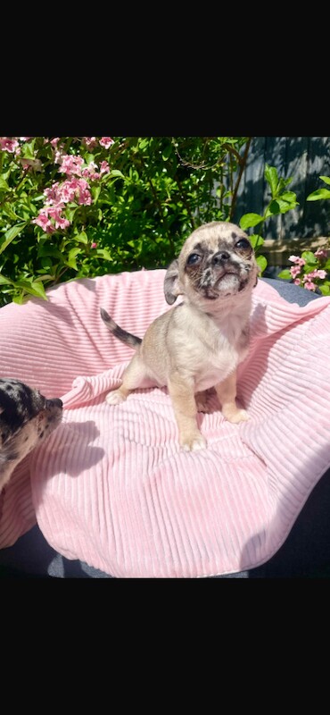 Rare Lilac Merle Chihuahua - Image 4 of 4