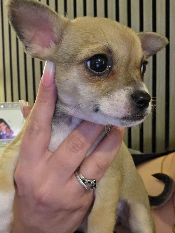 Ready Now. Chihuahua Pups - Image 2 of 6