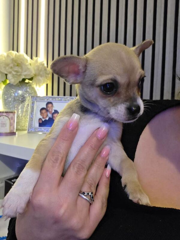 Ready Now. Chihuahua Pups - Image 3 of 6