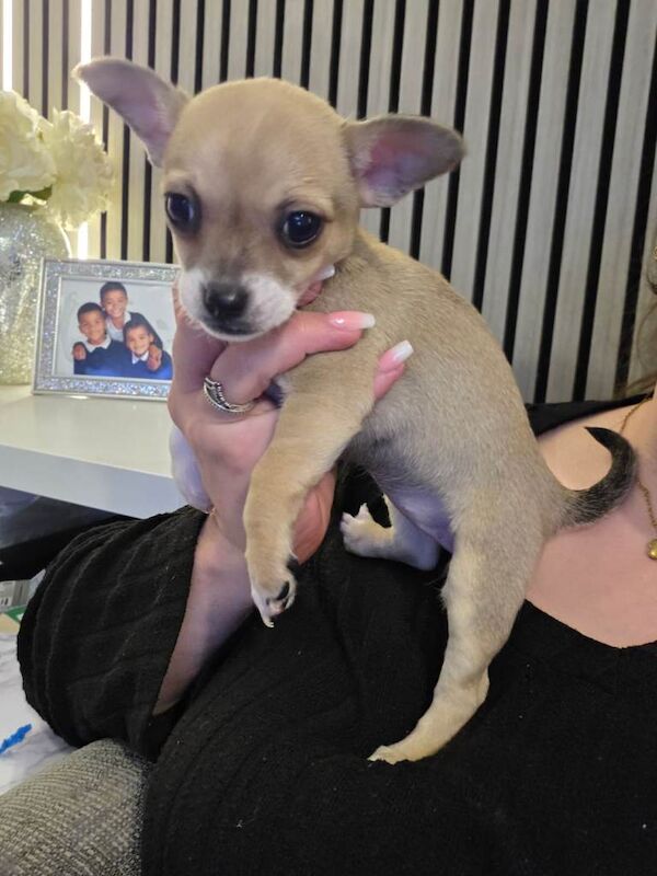 Ready Now. Chihuahua Pups - Image 4 of 6