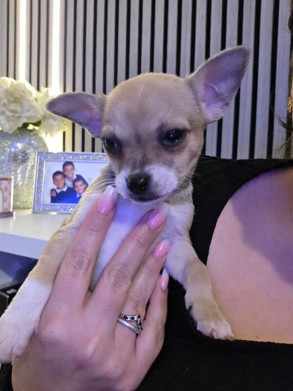 Ready Now. Chihuahua Pups - Image 5 of 6
