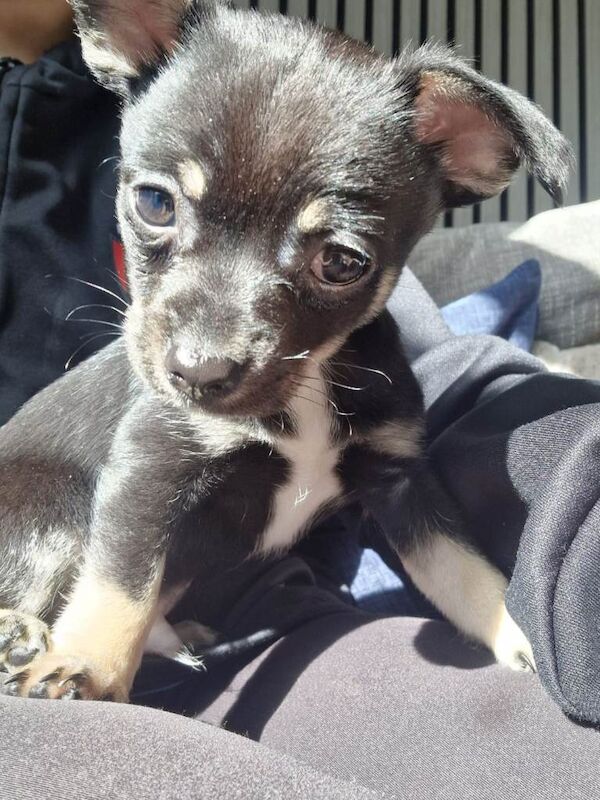 Ready Now. Chihuahua Pups - Image 6 of 6