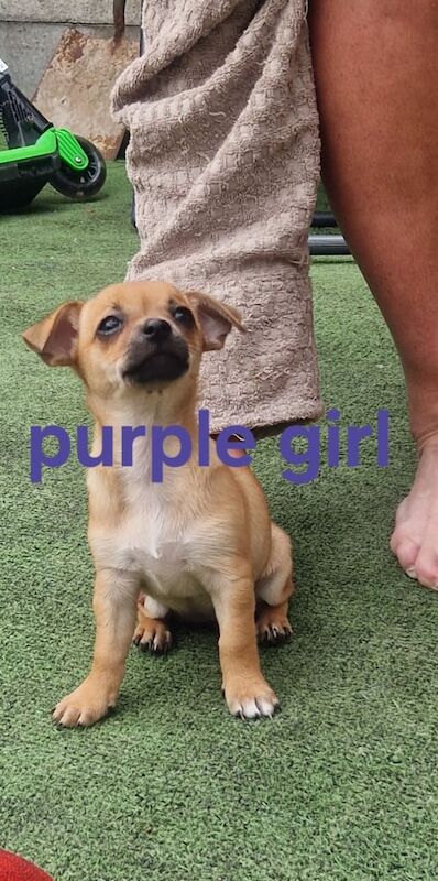 Chihuahua puppies for sale in St Helens, Merseyside – 8 weeks old