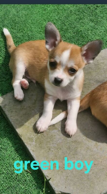 Chihuahua puppies for sale in St Helens, Merseyside – 8 weeks old - Image 2 of 3