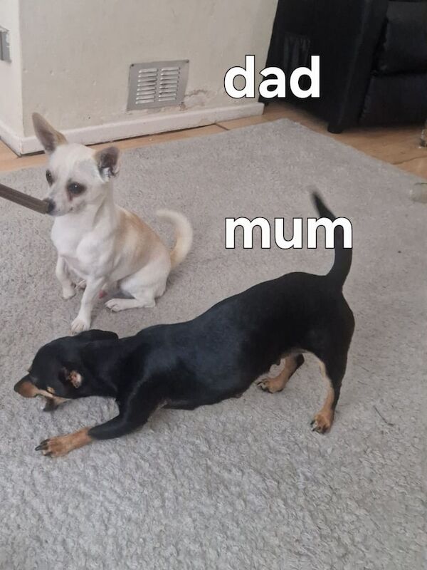 Chihuahua puppies for sale in St Helens, Merseyside – 8 weeks old - Image 3 of 3