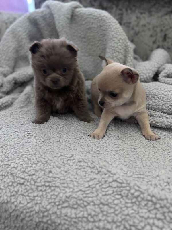 Chihuahua puppies for sale in Stevenston, Ayrshire and Arran – KC registered, 10 weeks old
