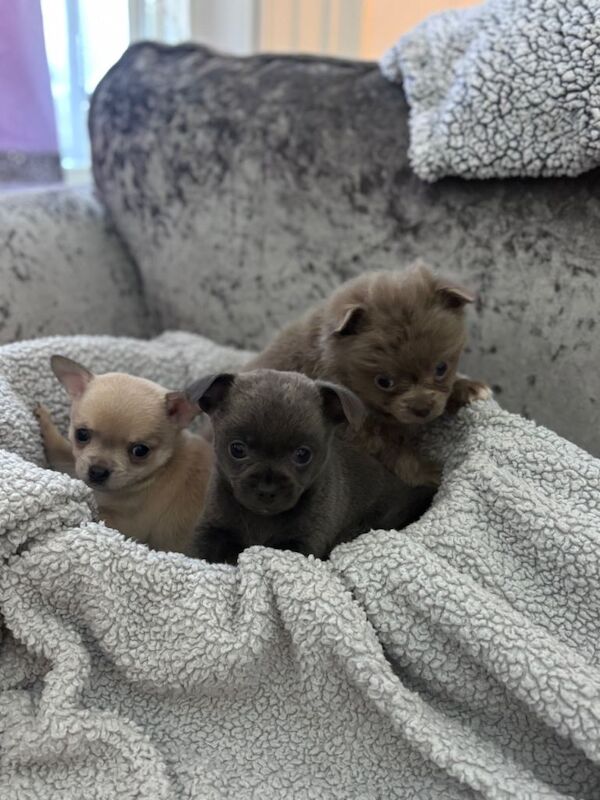 Chihuahua puppies for sale in Stevenston, Ayrshire and Arran – KC registered, 9 weeks old - Image 2 of 4
