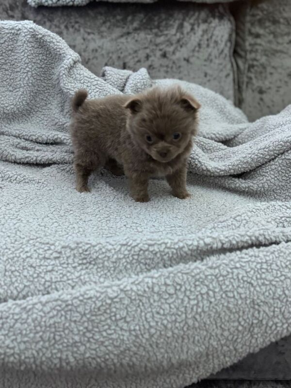 Chihuahua puppies for sale in Stevenston, Ayrshire and Arran – KC registered, 9 weeks old - Image 3 of 4