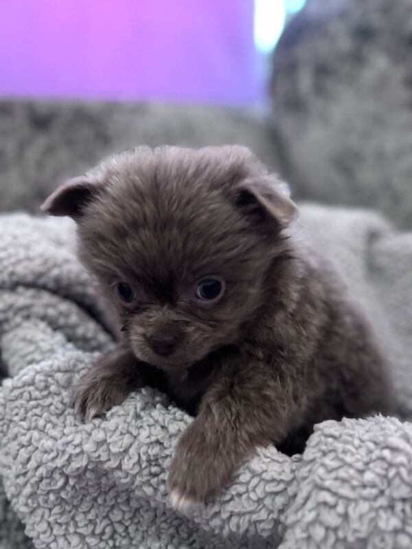 Chihuahua puppies for sale in Stevenston, Ayrshire and Arran – KC registered, 9 weeks old - Image 4 of 4