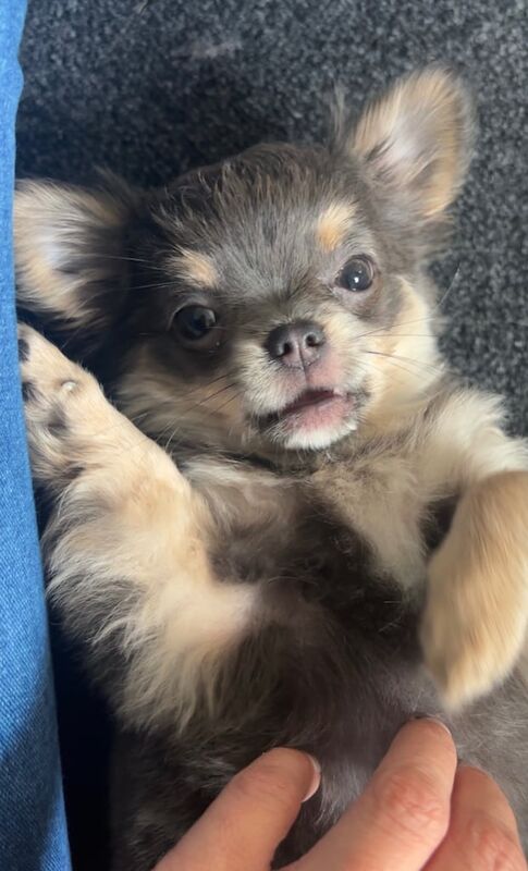 Chihuahua puppies for sale in Stevenston, Ayrshire and Arran – 3 months old