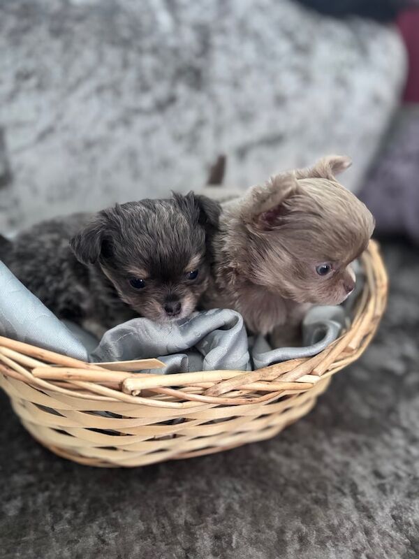 Chihuahua puppies for sale in Stevenston, Ayrshire and Arran – 3 months old - Image 2 of 3