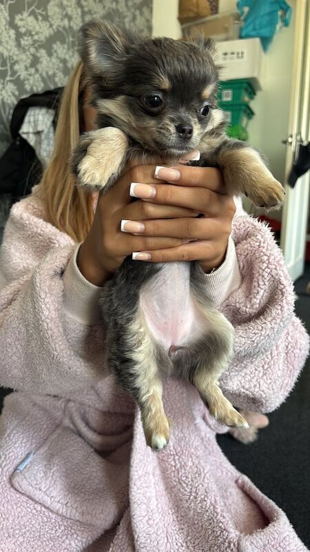 Chihuahua puppies for sale in Stevenston, Ayrshire and Arran – 3 months old - Image 3 of 3