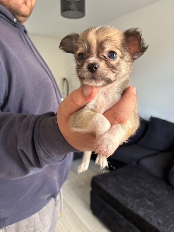 Chihuahua puppies for sale in Walsall, West Midlands – 8 weeks old